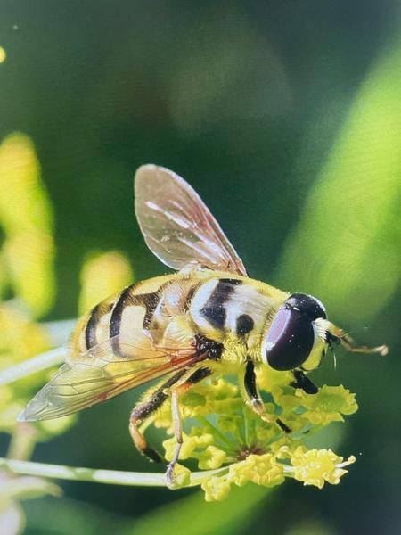 Doodskopzweefvlieg (Myathropa florea)